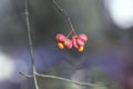 Frucht (39 kB) Frucht (39 kB)