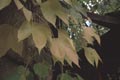 leaves (67 kB)