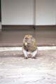 monkey (58 kB) monkey (58 kB)