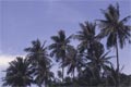 palm trees (95 kB)